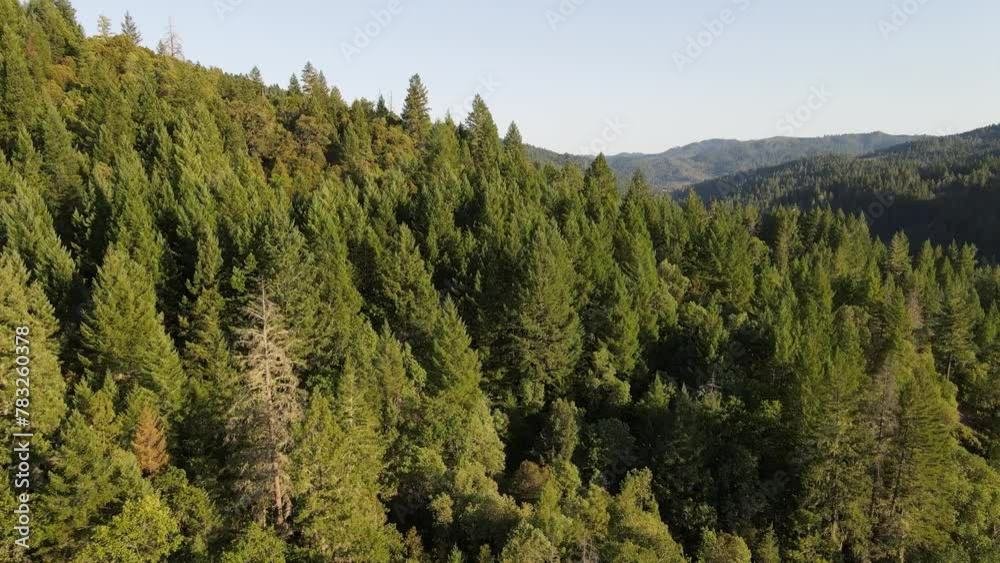 Mountain forest with green trees and mountains Mountain forest with green trees and mountains