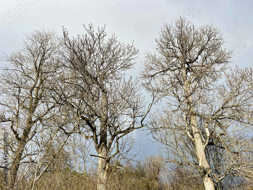 Obraz na płótnie Spring forest in cloudy weather. Moscow region, Balashikha city w salonie