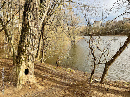 A tree with a hollow on the bank of the Pekhorka River. Russia, Moscow region, Balashikha city