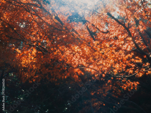 Red Leaves under Autumn Sunlight