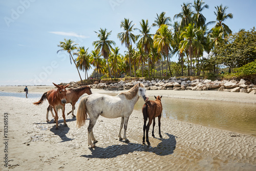 Beach Horses and Palms