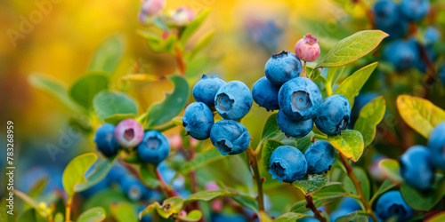 Vibrant Blueberries on a Shrub with Lush Foliage in Garden