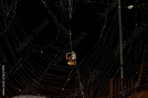 Spider web with prey capture in it photo