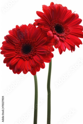 Two red flowers side by side, perfect for romantic designs