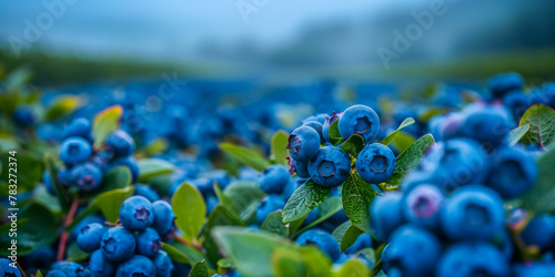 Fresh Organic Blueberries in Misty Farm Field at Dawn
