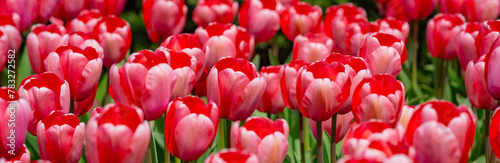 Bunch of red tulips. Close up spring flowers. Amazing red pink tulips blooming in garden. Tulip flower plants landscape. Spring blossom background. Spring blossom red and green background.