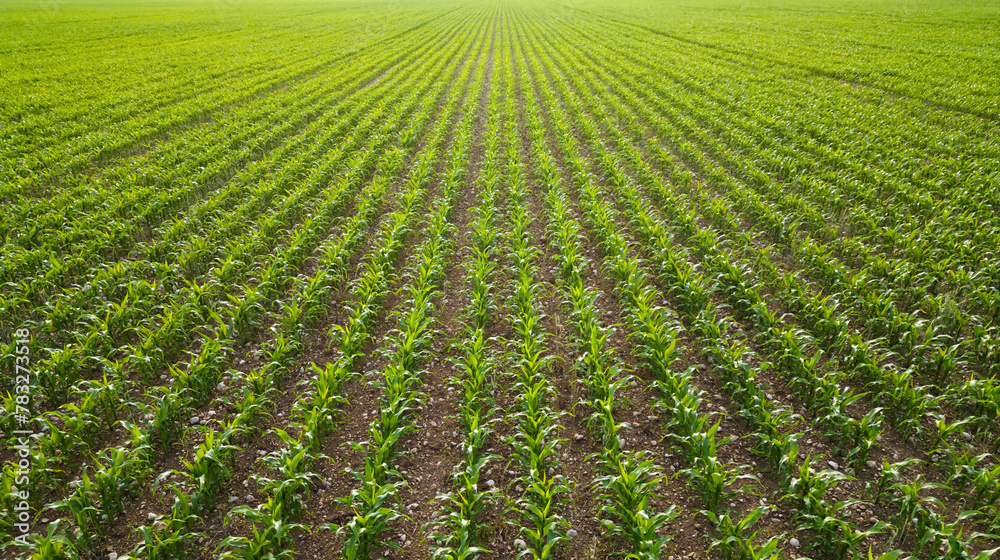Young corn field plantation growing up on a field Young corn field plantation growing up on a field