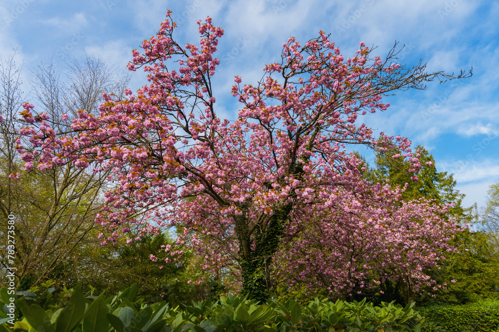 Blütenbäume in Marburg, japanische Kirschblüten 