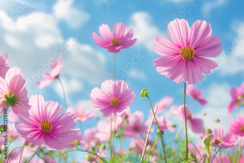 Pink cosmos flowers stretch towards the blue sky  dotted with fluffy clouds  in a display of natural splendor