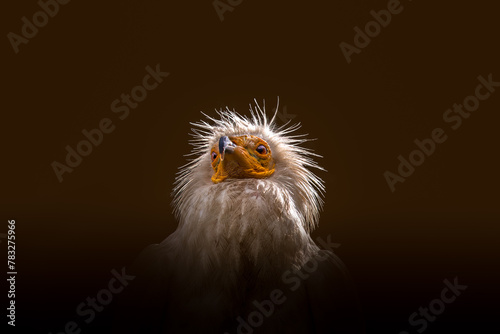an egyptian vulture on a brown background