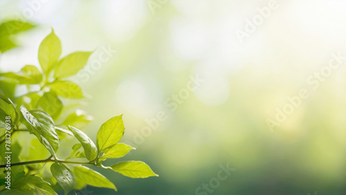 Leafy green plant with a bright green color green blurred background in subtle bokeh at back, with copy space © polack
