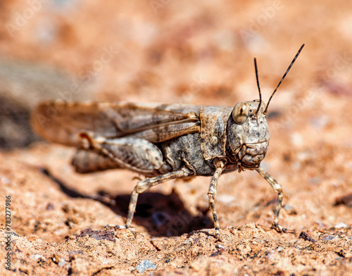 grasshopper on a surface © xhuzz