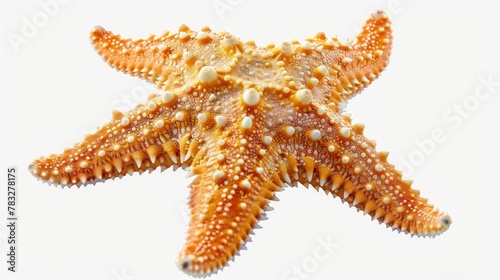 Close up of a starfish on a white surface, perfect for marine-themed designs