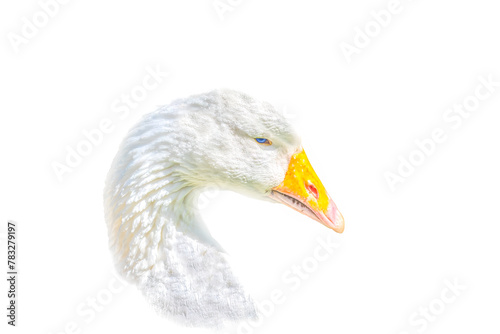 close-up portrait of a white domestic goose