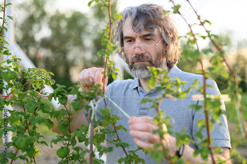 Elderly Man Tending to Raspberry Plants at Sunset