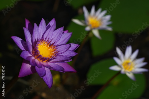 purple lotus flower