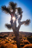 Joshua tree park at sunset, in Mojave Desert, California with sun rays shining through.