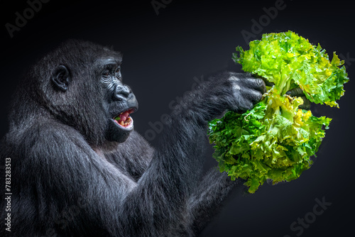 closeup view of a gorilla holding lettuce