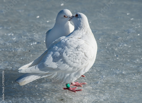 Two white pigeons in mating ritual