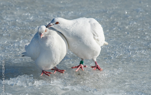 Two white pigeons in mating ritual