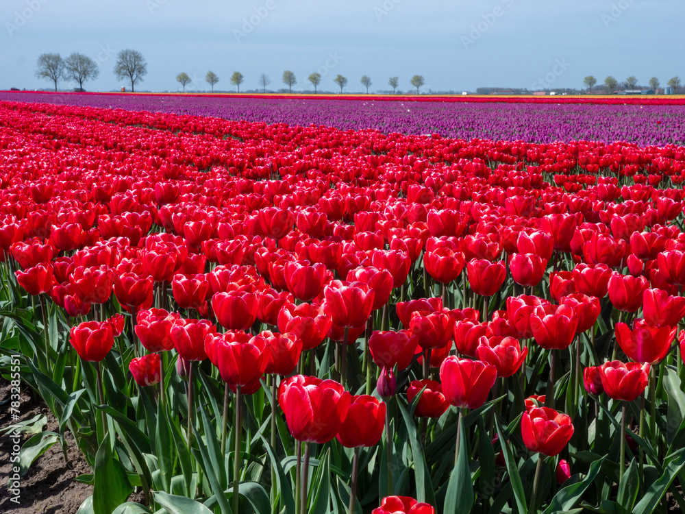 Red Tulip Wonderland: Blooming Fields in Groningen, Netherlands