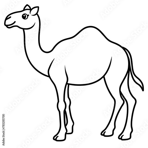 camel isolated on white