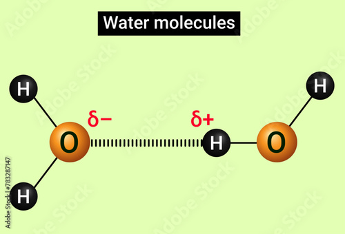 Water molecules joined by a hydrogen bond