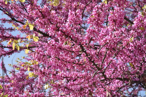 Cercis siliquastrum (arbre de Judée) au printemps photo