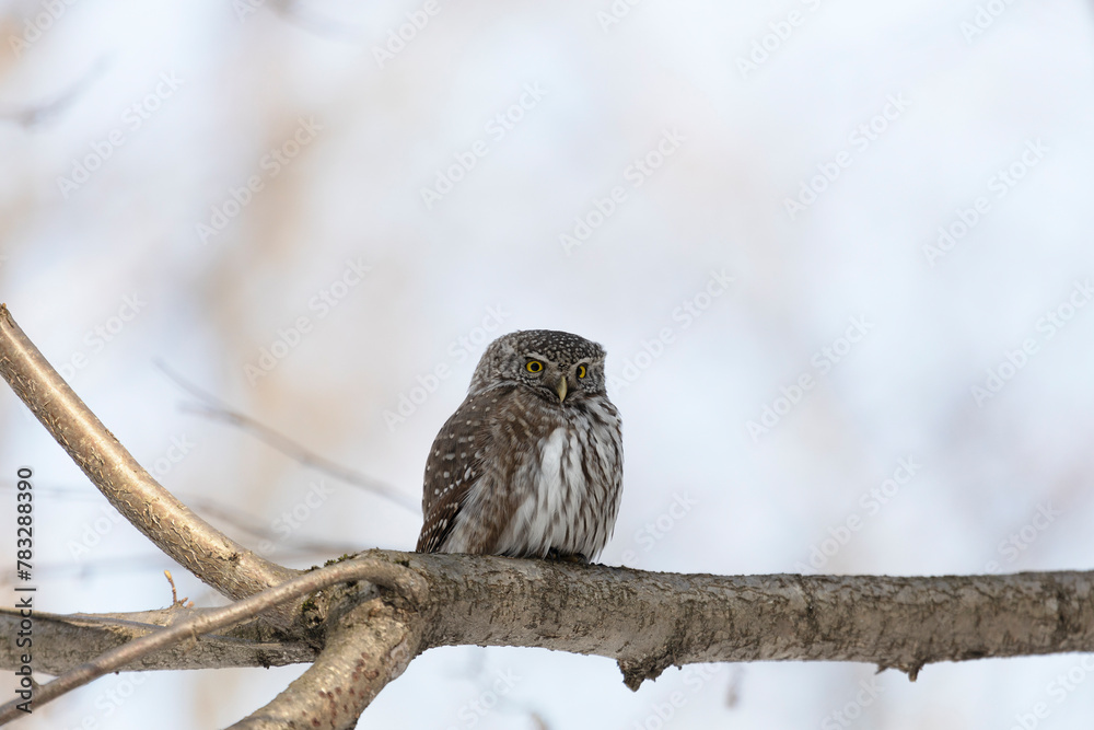 Eurasian pygmy owl sitting on a tree branch in winter day close up Eurasian pygmy owl sitting on a tree branch in winter day close up