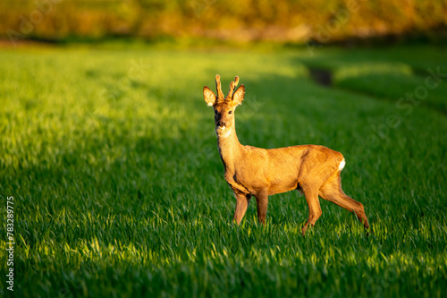 young deer looking for food in a green field © radek
