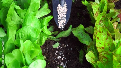 Fertilizer application of for vegetables, greenery, agricultural crops. The gardener uses a trowel to spread fertilizer on the garden bed. White granules to improve soil fertility and plant nutrition