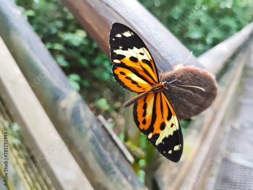 Schmetterling Melinaea