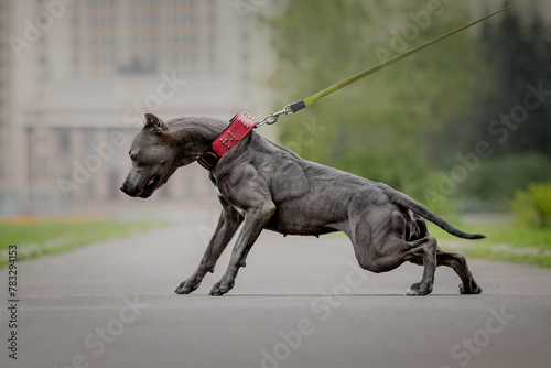 Foto gray american pitbull terrier