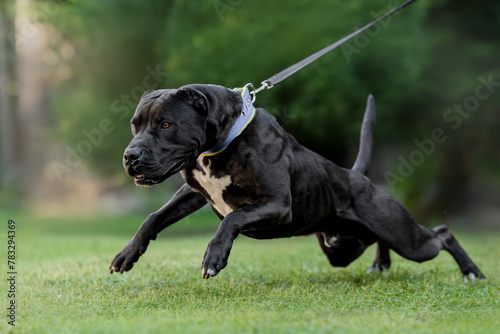 black american pitbull terrier photo