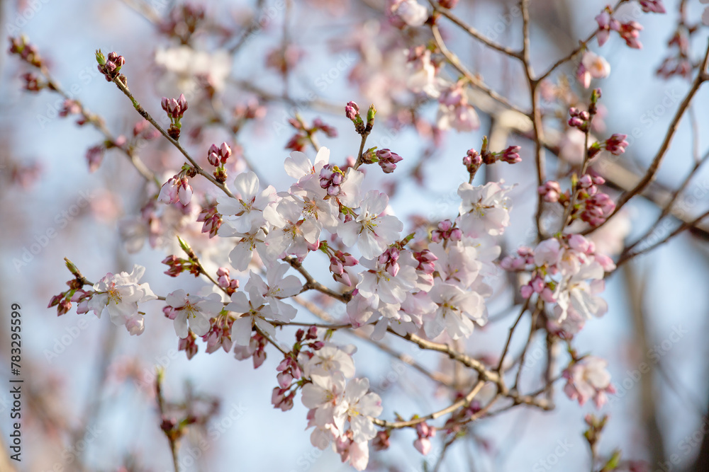 Sakura in Spring Sakura in Spring