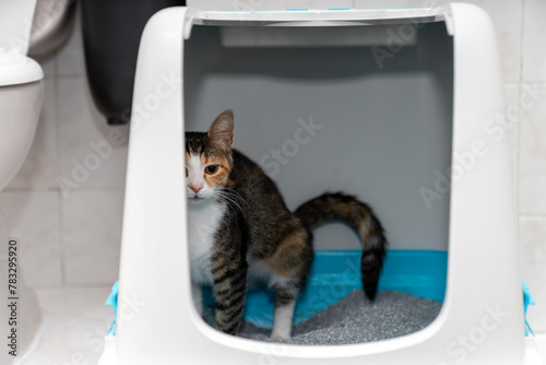 cat is sitting in the cat's toilet, closed clumping bentonit active carbon litter box at home. Pets friendly and care concept. pets sandbox
