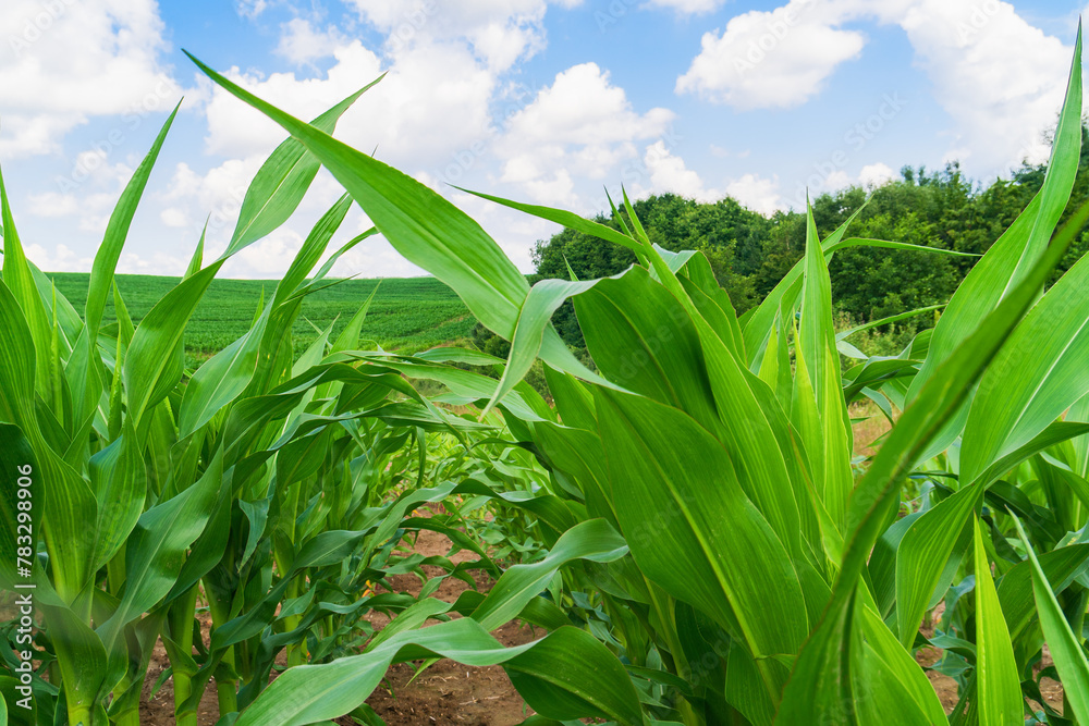 Obraz premium Green spring corn field. Blue sky with clouds. Copy space background.