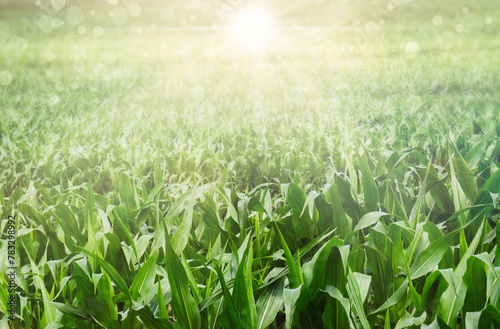 Beautiful natural summer rural landscape background. Green spring corn field with morning sun rays
