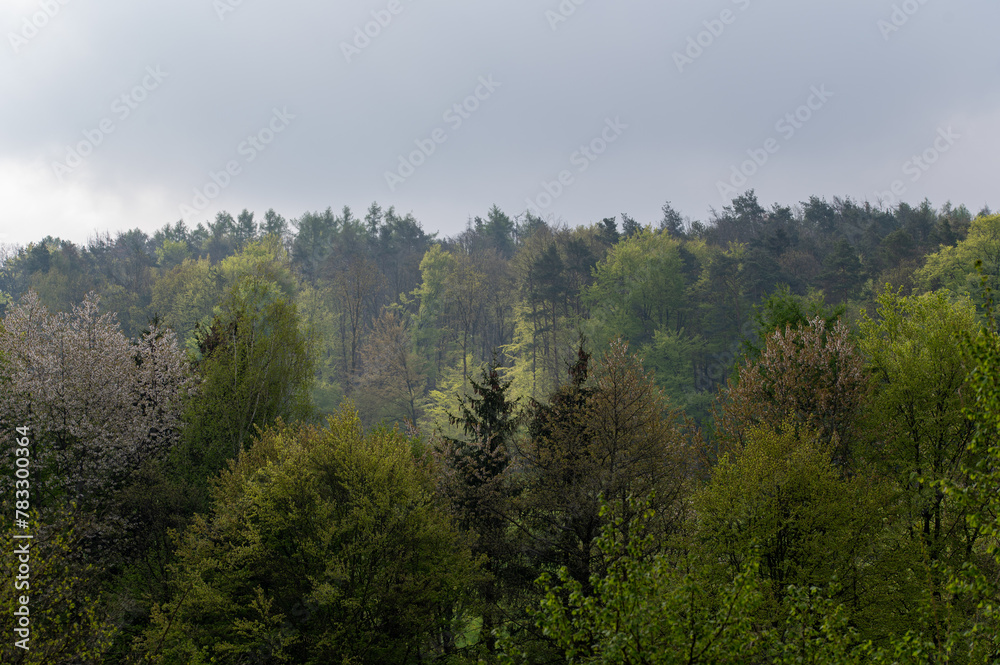 Mixed forest