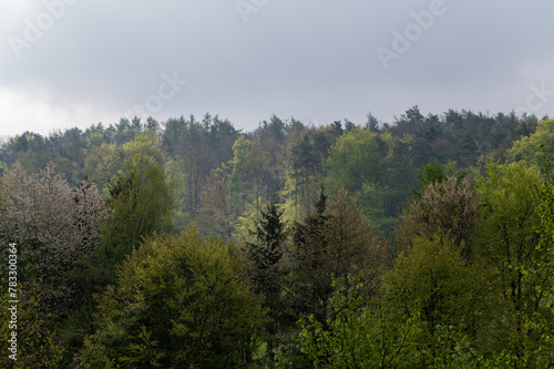 Mixed forest