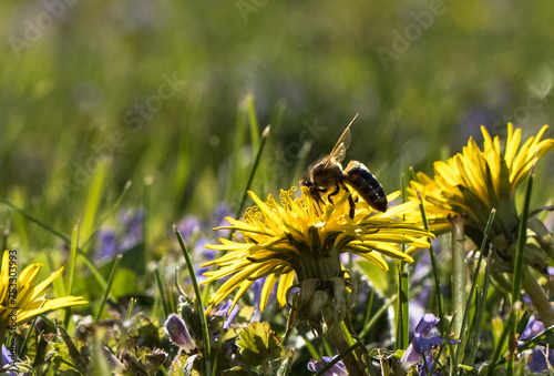 Pszczoła na zółtych wiosennych kwiatach mniszka lekarskiego