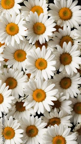 White daisies  top view. Chamomile flowers. Trendy vertical floral background.