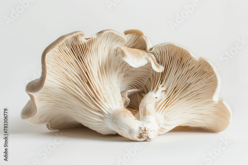 a close up of a mushroom on a white background