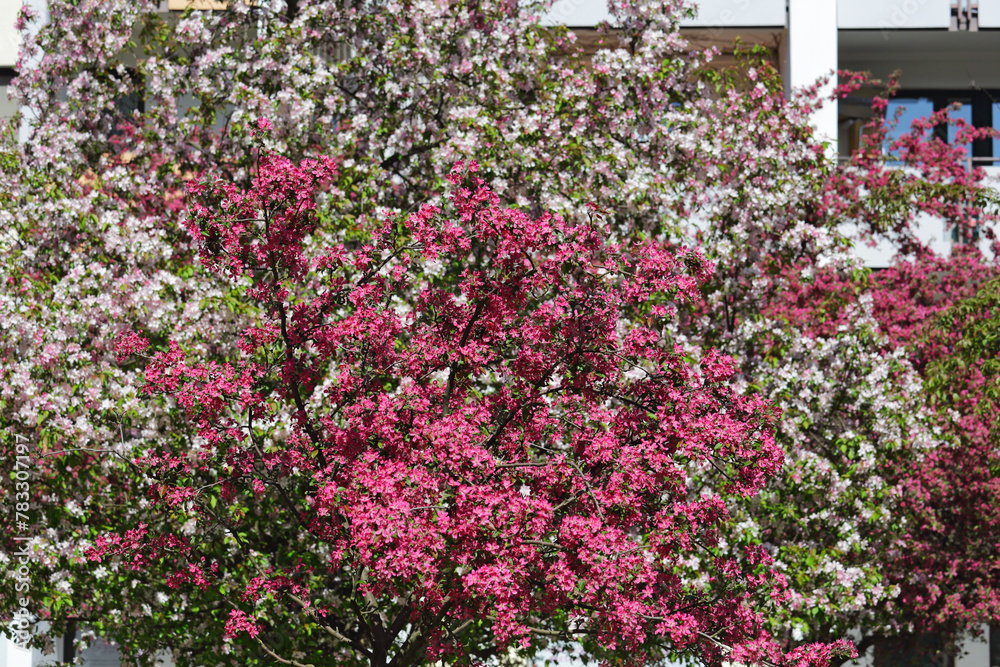 Two different trees with spring flowers of two different colors