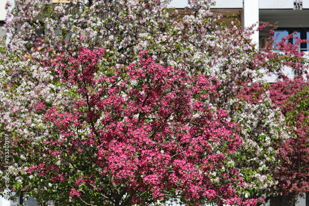 Two different trees with spring flowers of two different colors Two different trees with spring flowers of two different colors