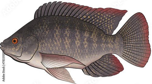 Nile Tilapia (Oreochromis niloticus) Digital Scientific Illustration Showing Detailed Morphology, Freshwater Habitat, and Aquaculture Species