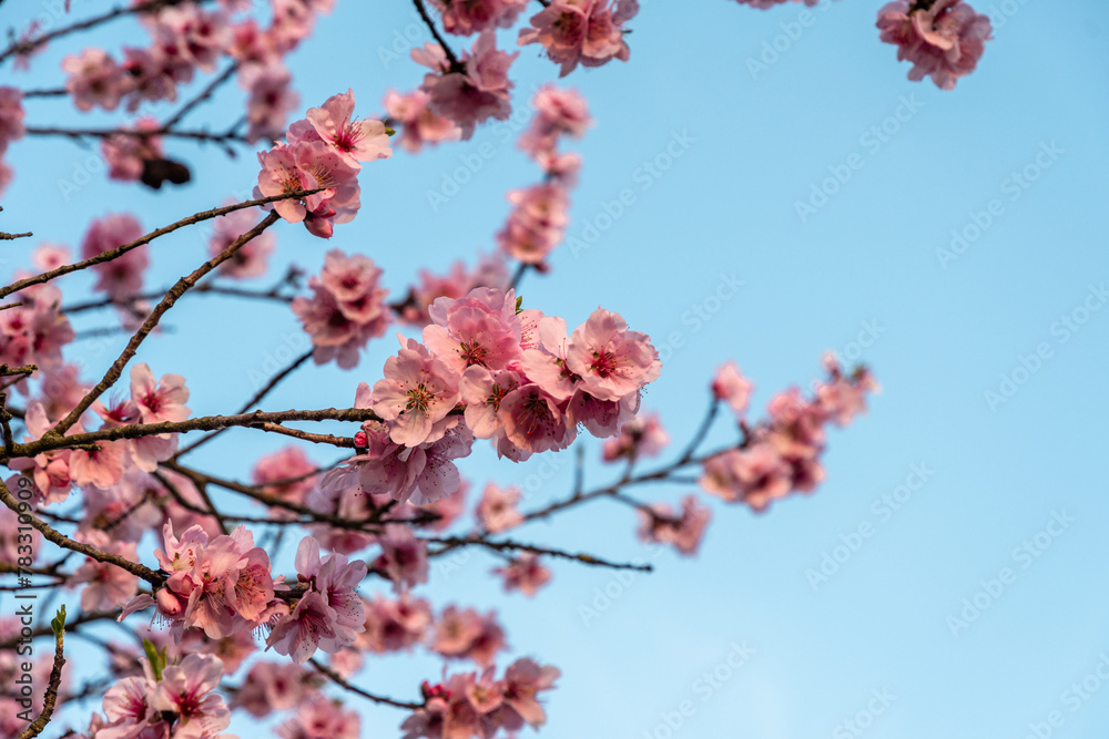 Beautiful cherry blossom in spring time under blue sky Beautiful cherry blossom in spring time under blue sky