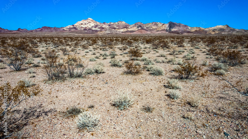 Arid desert vegetation in rock desert in valley mountains near Death Valley National Park, California Arid desert vegetation in rock desert in valley mountains near Death Valley National Park, California