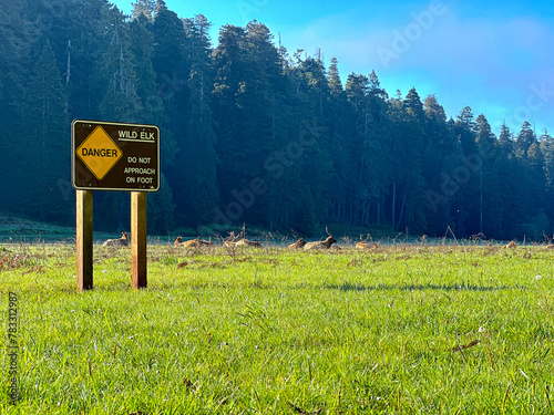 Close up on Danger Sign Warning Tourists to Not Approach Wild Elks on Foot. A Herd of Elks Calmly Lying in the Grass. Morning at Prairie Creek Redwoods, California. National Parks.
