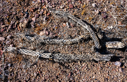 Dead plant Teddy bear cholla (Cylindropuntia bigelovii), cactus with tenacious yellow spines, numerous in the Sonoran Desert, California photo